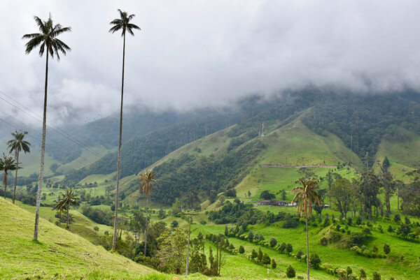 colombia visit cocora valley quindio palms