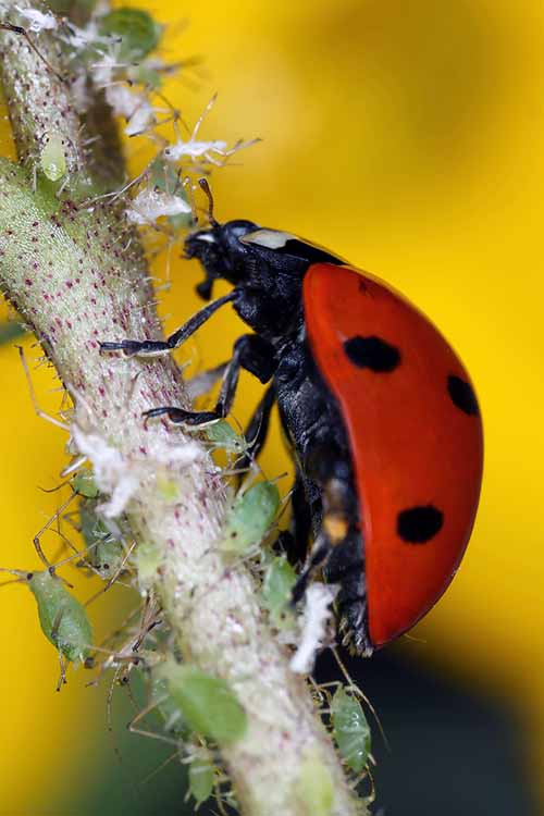 Backyard Bounty: Ditch the Pesticides, Attract...