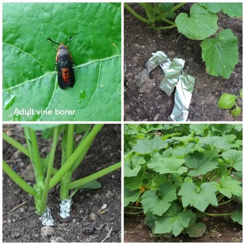 Ladybugs on a plant, showcasing their role as beneficial insects in integrated pest management.