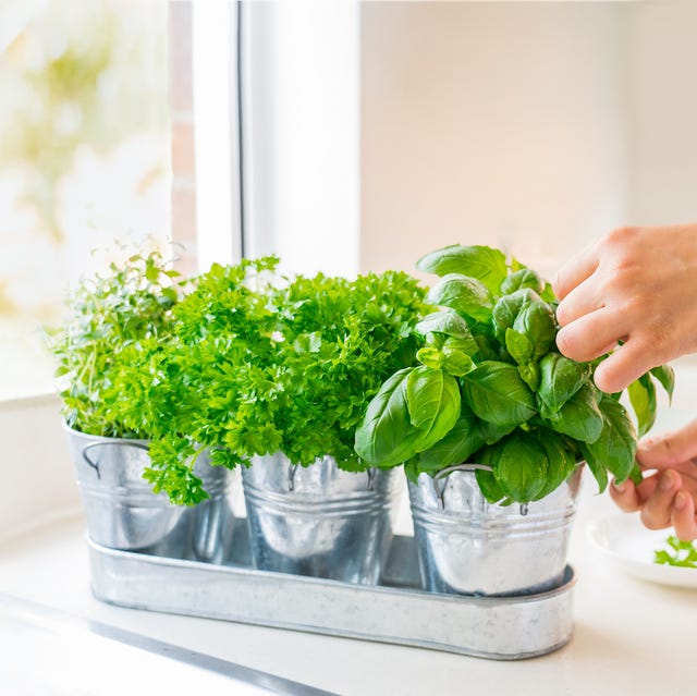 close up basil leaves bright window