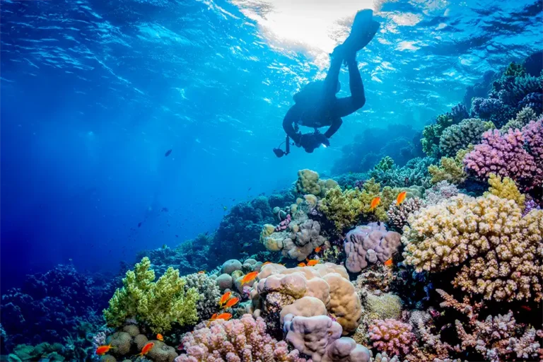 beautiful coral scuba diver