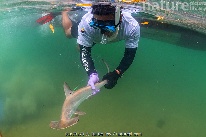 Citizen scientists recording dolphin sounds underwater