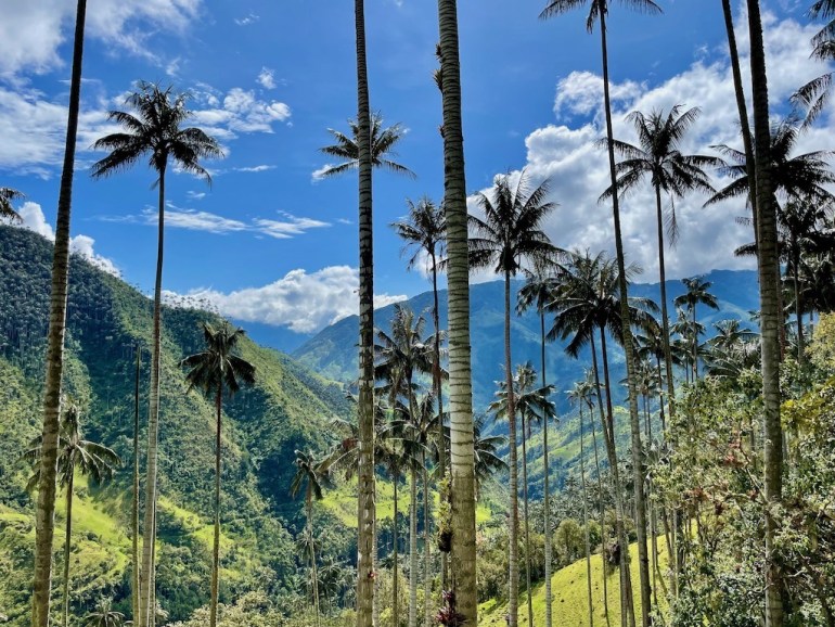 Wax Palms of Cocora Valley
