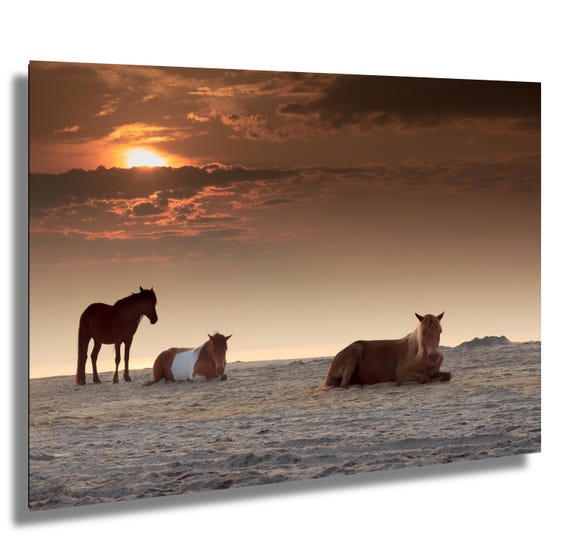 # Wild Horses and Sandy Shores: A Family Photograp...
