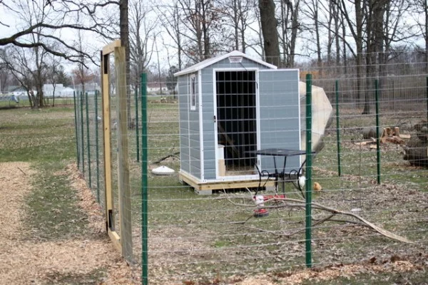 A completed chicken coop with happy chickens