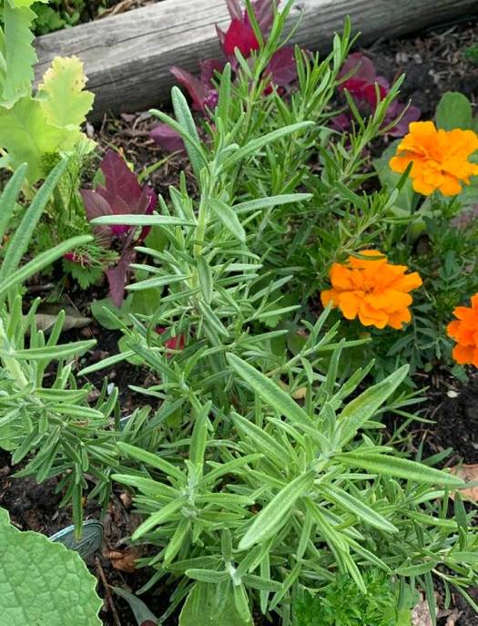 variety of herbs growing in planters