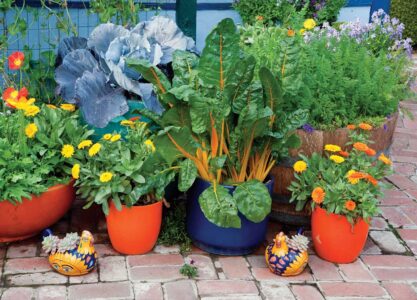 Marigolds planted around tomato plants to protect from nematodes