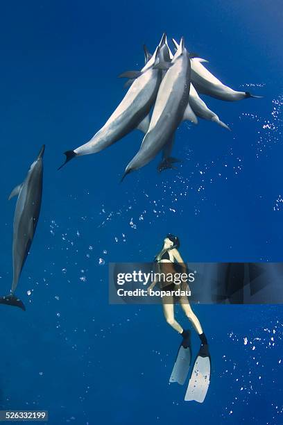 A serene underwater shot of spinner dolphins gracefully swimming in the crystal-clear waters off the coast of Kona, Hawaii