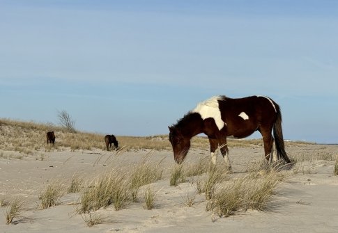 # Assateague Island Camping: A Solo Mom's Guide to...