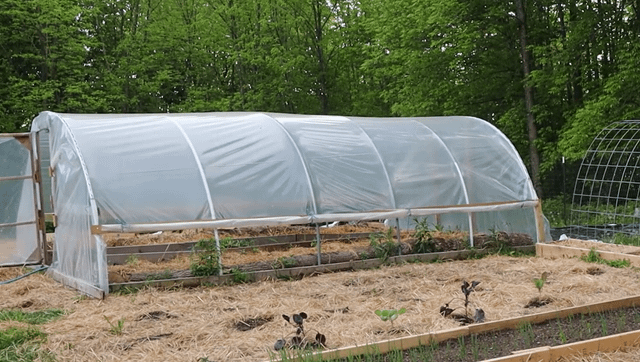 An example of a successful home greenhouse