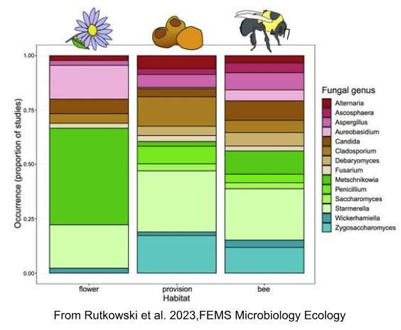 Beyond Honeybees: Inviting Underappreciated Pol...
