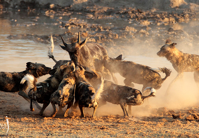 A mokoro gliding through the Okavango Delta waterways, offering a peaceful way to observe the rich birdlife and unique ecosystem.