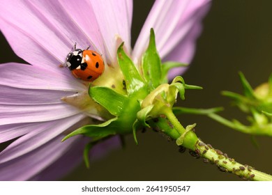 Invite the Good Bugs: Creating a Haven for Benefic...