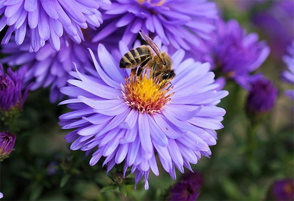 seasonal pollinator garden tasks calendar