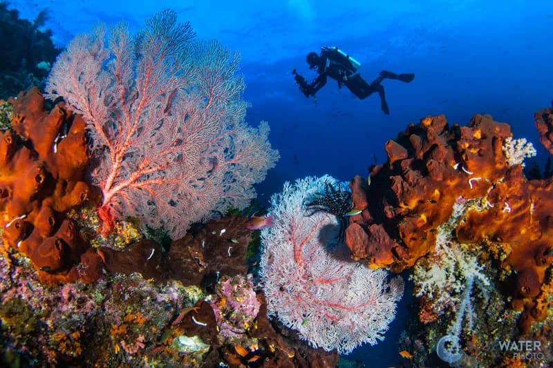 A diver swims among colorful coral and fish in Raja Ampat