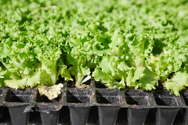 A gardener looking out over their well-prepared garden with a smile, illustrating satisfaction and pride in homesteading