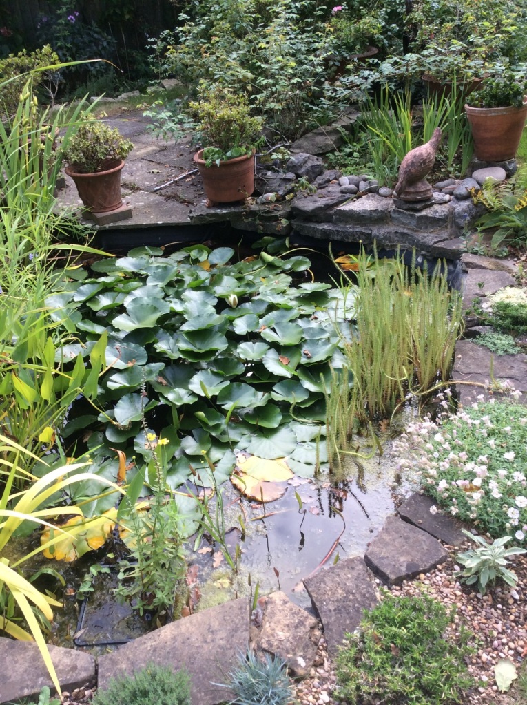 Backyard Bliss: How to Build a Natural Pond for...