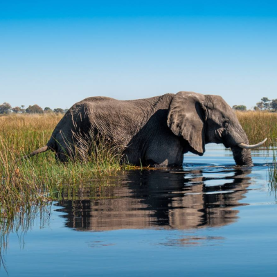 Elephants bathing in the Okavango Delta