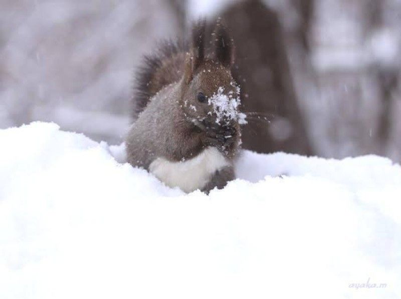 # Discover Hokkaido: Gentle Snow Adventures Beyond...