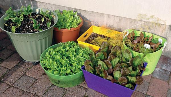 From Seed to Supper: A Beginner's Guide to Harv...