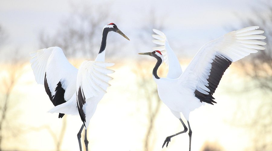 # Hokkaido's Hidden Winter Wonders: Beyond the Ski...