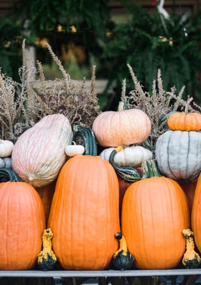 Pumpkins Lined Up