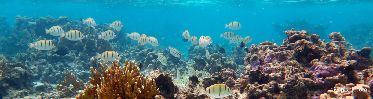 # Reefs, Rukau, and Retirement: Discovering Sustai...