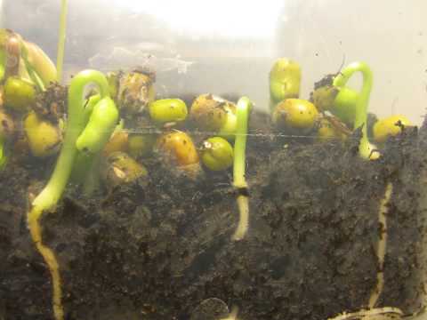 A time-lapse photo sequence showcasing leggy seedlings gradually becoming stronger and stockier under the consistent illumination of a grow light, demonstrating the positive impact of adequate light on seedling development.
