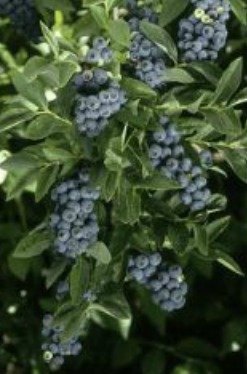 Berry bush with vibrant ripe berries