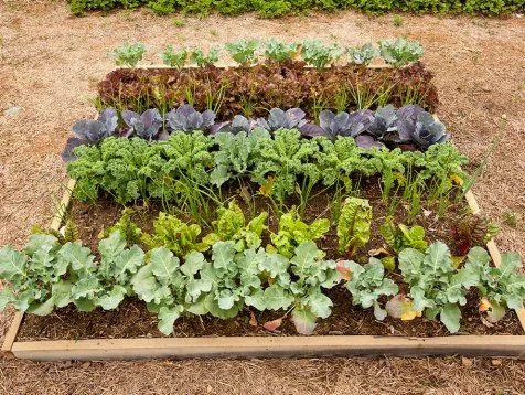 cool season garden bed