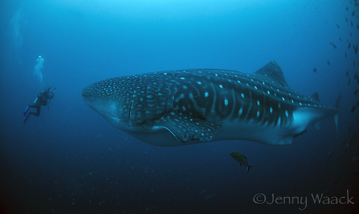 Whale Shark Encounter