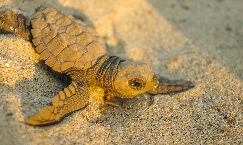 Lena Moreau assisting with sea turtle protection program, monitoring nesting sites at The Brando to ensure hatchlings safely reach the ocean