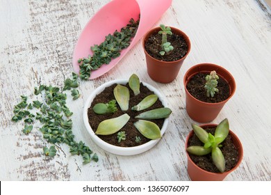 Close-up image showing roots forming on the end of an Echeveria leaf, with a tiny plantlet starting to emerge.