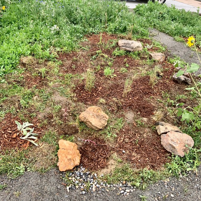 diverse native plant garden pollinators