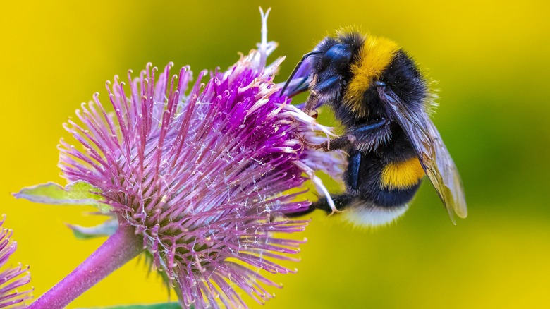 sunset garden flowers with pollinators
