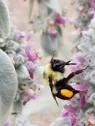 An Infographic displaying a variety of different insect pollinators