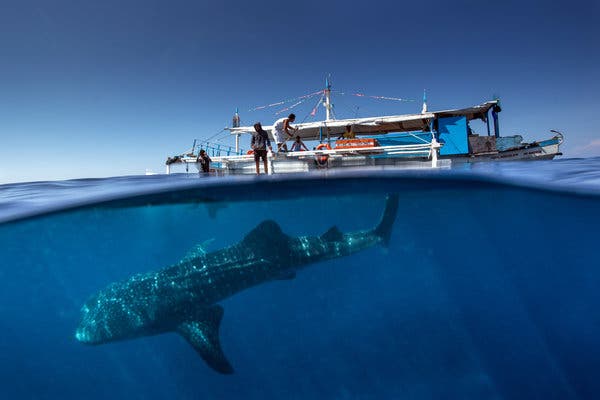 Whale Shark Swimming Philippines