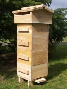 Secret Gardens: Unveiling the Native Bees Your...