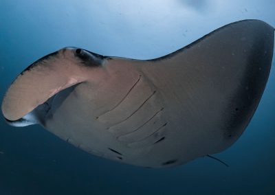 A diver swims alongside a whale shark in Donsol, Philippines.