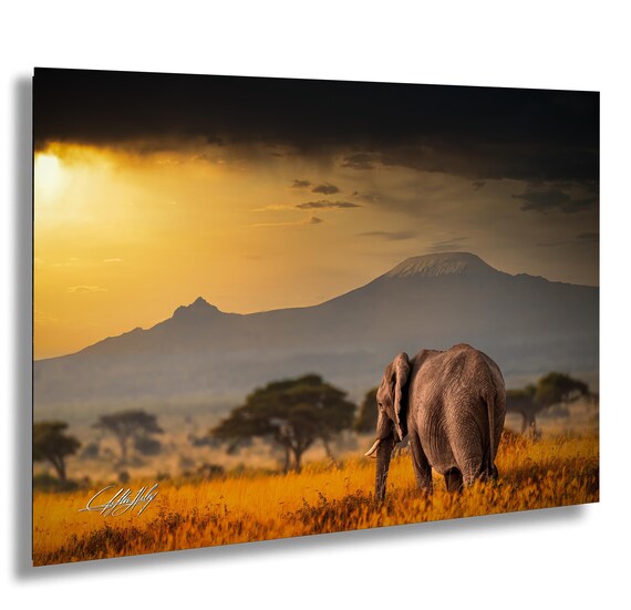 Lone elephant silhouetted against the rising sun on Mount Kilimanjaro