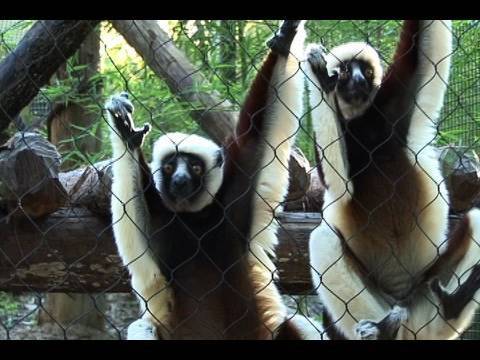 Anjajavy Reforestation Project