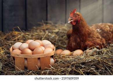 chicken feed organic vegetables hands