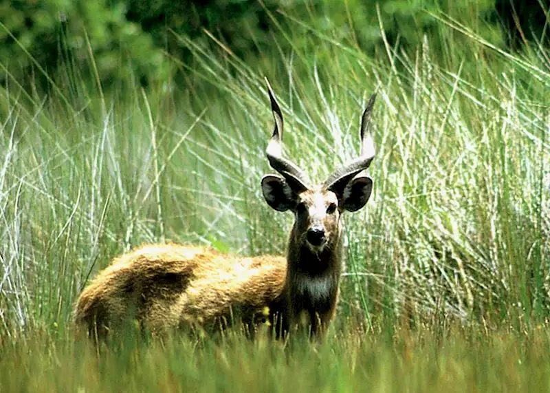 A mokoro gliding through the Okavango Delta channels, with reeds lining the waterway