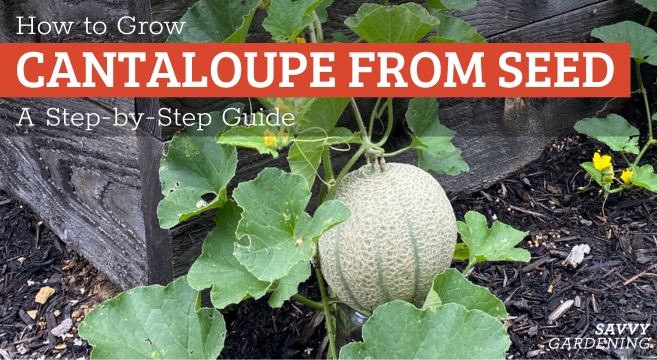 how-to-grow-cantaloupe-from-seed-featured-2