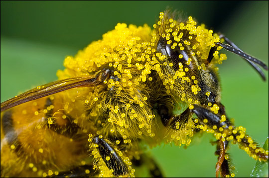 Close-up of a bee covered in pollen, clinging to a flower, illustrating the important work of pollinators