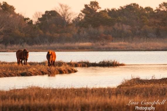 # Oceanside Drive-In Campground: Camping with Wild...