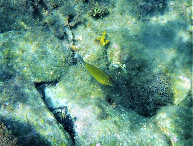 Sea Turtle Nesting in Tortuguero