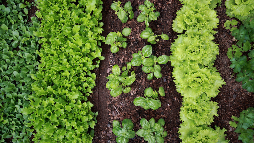 Companion plants deter weeds in a vegetable garden