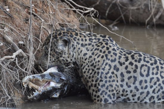 Jaguar Drinking Water