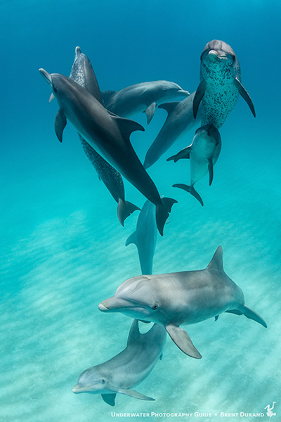 Dolphin photography